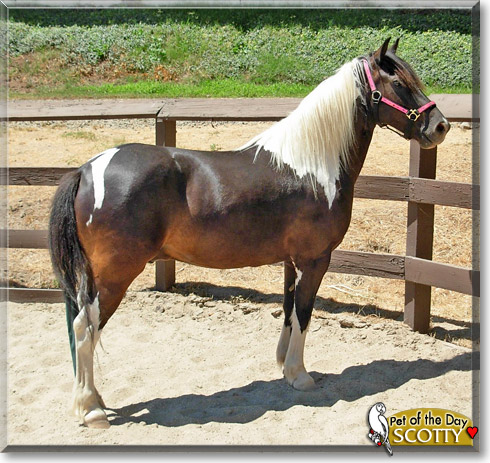 Scotty, the Pet of the Day