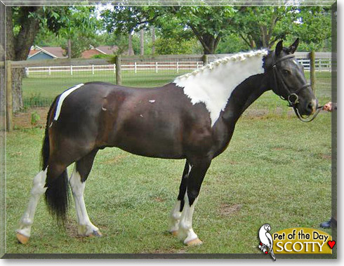 Scotty, the Pet of the Day