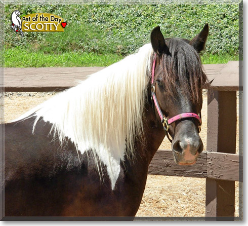 Scotty, the Pet of the Day