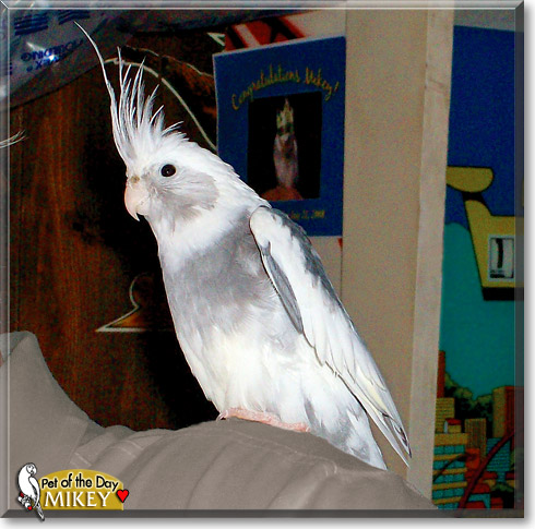 Mikey, the Pet of the Day