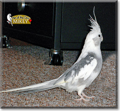 Mikey, the Pet of the Day