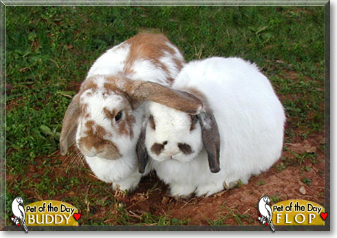 PorBuddy, Floptos, the Pet of the Day