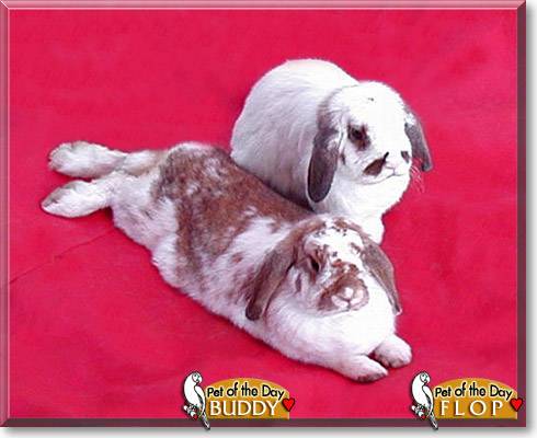 Buddy, Flop, the Pet of the Day