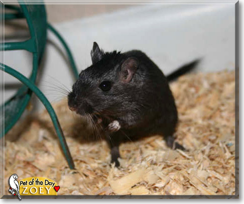 Zoey, the Pet of the Day
