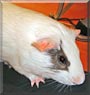 Elvis