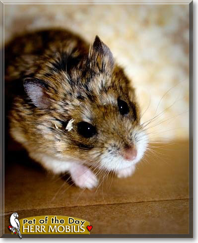 Herr Mobius, the Pet of the Day Herr Mobius, the Pet of the Day