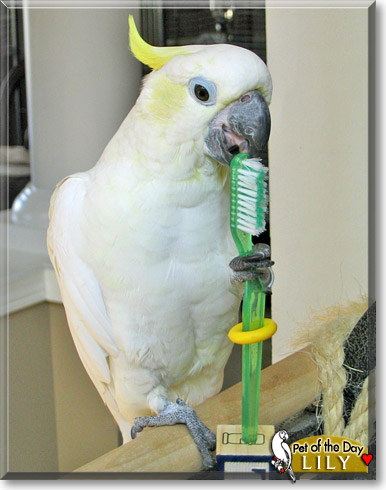 Lily, the Pet of the Day