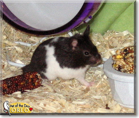 Oreo, the Pet of the Day Oreo, the Pet of the Day