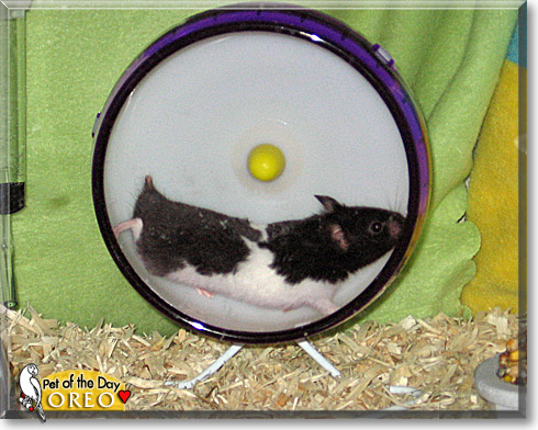 Oreo, the Pet of the Day Oreo, the Pet of the Day