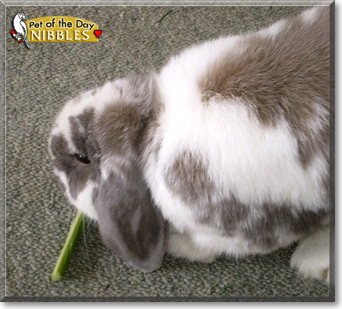 Nibbles, the Pet of the Day Nibbles, the Pet of the Day