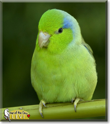 Levi, the Pet of the Day Levi, the Pet of the Day