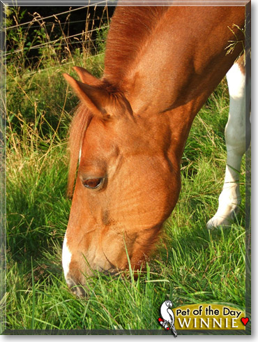 Winnie, the Pet of the Day Winnie, the Pet of the Day