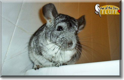 Fluff, the Pet of the Day