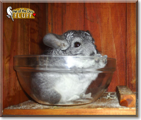 Fluff, the Pet of the Day