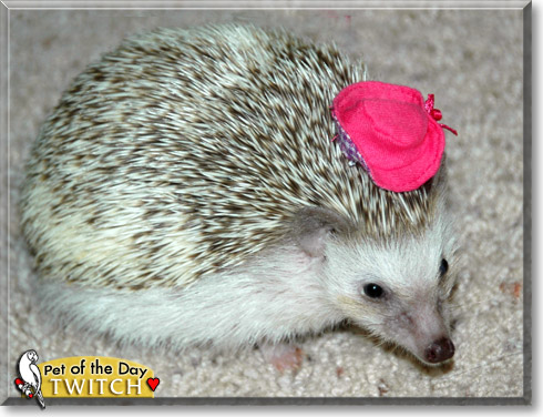 Twitch, the Pet of the Day Twitch, the Pet of the Day