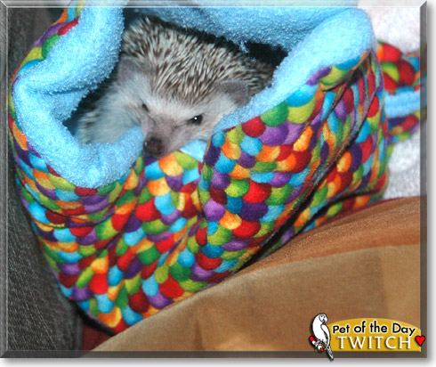 Twitch, the Pet of the Day Twitch, the Pet of the Day
