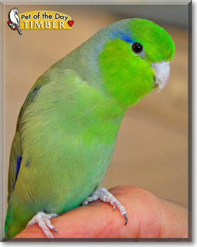 Timber, the Pet of the Day Timber, the Pet of the Day