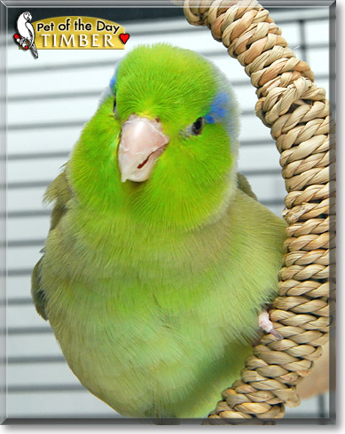 Timber, the Pet of the Day Timber, the Pet of the Day