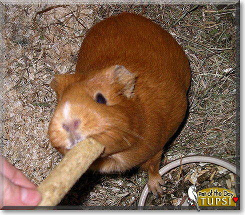 Tupsi, the Pet of the Day Tupsi, the Pet of the Day