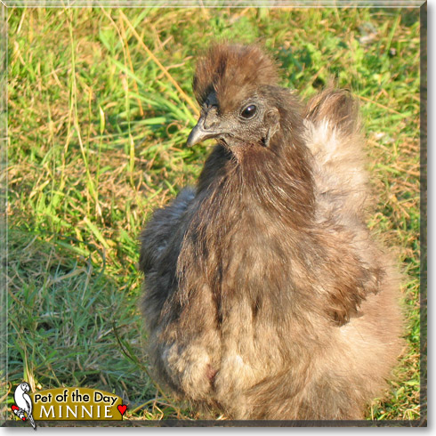 Minnie, the Pet of the Day Minnie, the Pet of the Day
