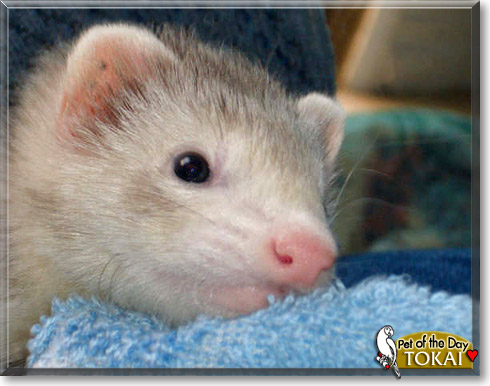 Tokai, the Pet of the Day Tokai, the Pet of the Day