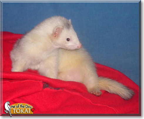 Tokai, the Pet of the Day 23b.jpg