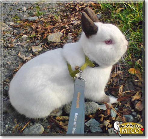 Mico, the Pet of the Day Mico, the Pet of the Day