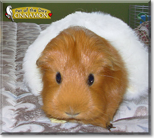 Cinnamon, the Pet of the Day