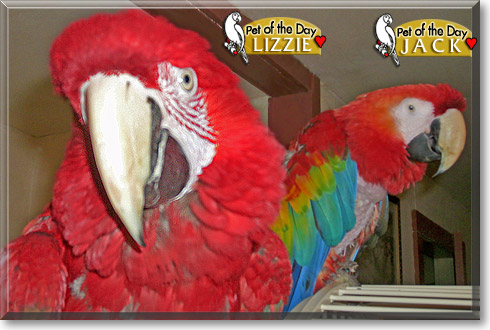 Jack and Lizzie, the Pet of the Day