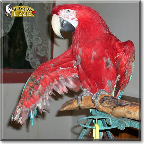 Jack and Lizzie, the Pet of the Day