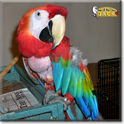 Jack and Lizzie, the Pet of the Day