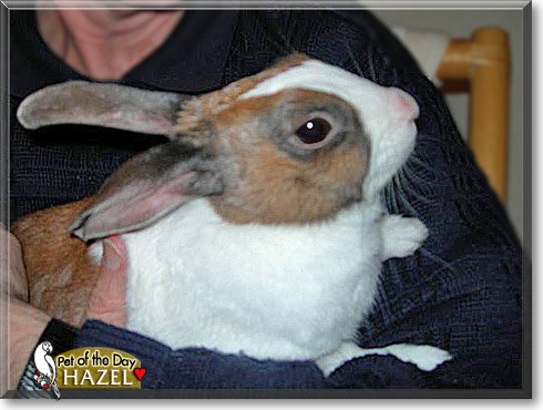 Hazel, the Pet of the Day Hazel, the Pet of the Day