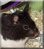 Oreo