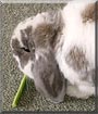 Nibbles