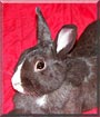 Snickers