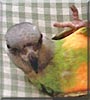 Paulie
