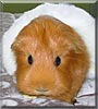 Cinnamon