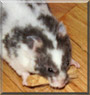 Miss Spots