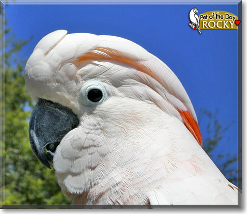 Rocky, the Pet of the Day