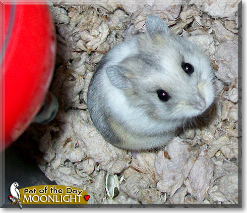 Moonlight, the Pet of the Day Moonlight, the Pet of the Day