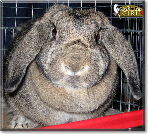 Girl, the Pet of the Day Girl, the Pet of the Day