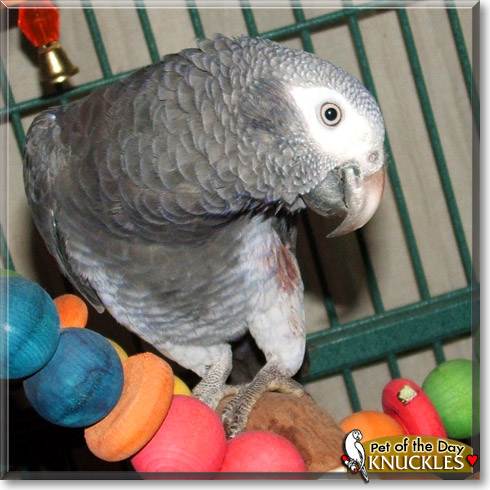 Knuckles, the Pet of the Day