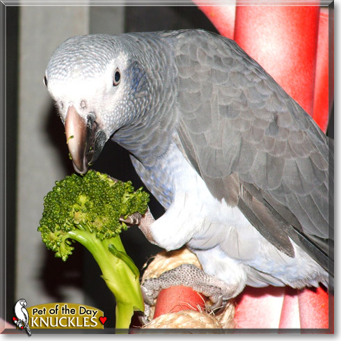 Knuckles, the Pet of the Day