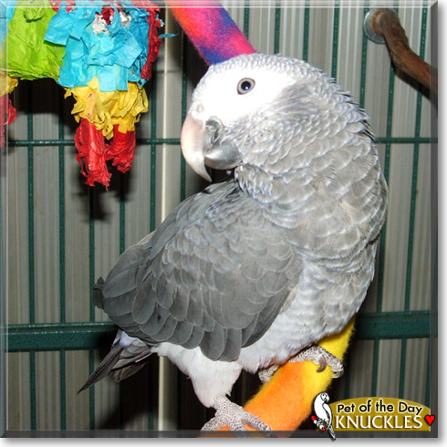 Knuckles, the Pet of the Day