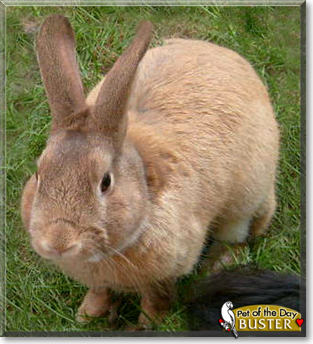 Buster, the Pet of the Day