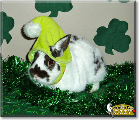Ozzy, the Pet of the Day Ozzy, the Pet of the Day