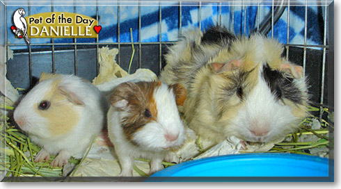 Danielle, the Pet of the Day