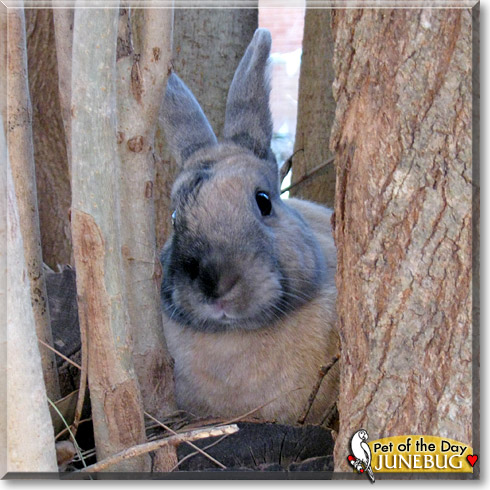 Junebug, the Pet of the Day