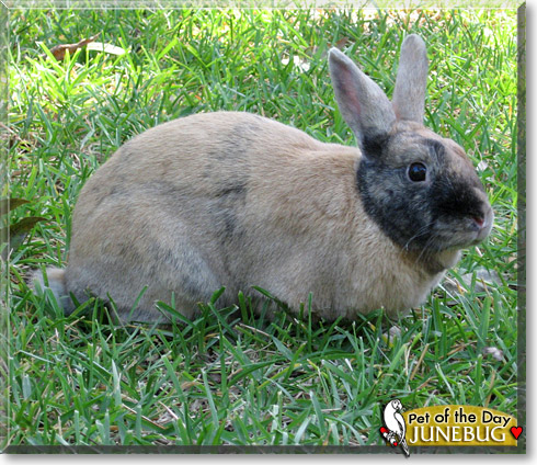 Junebug, the Pet of the Day