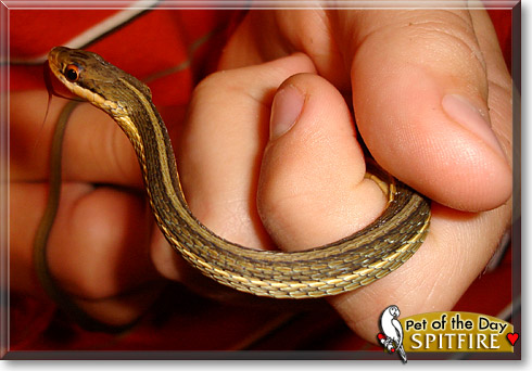 Spitfire, the Pet of the Day
